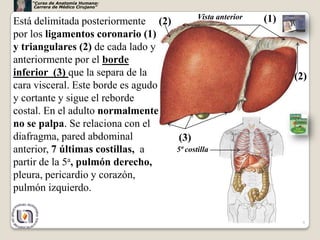 “Curso de Anatomía Humana:
     Carrera de Médico Cirujano”

                                          Vista anterior   (1)
Está delimitada posteriormente (2)
por los ligamentos coronario (1)
y triangulares (2) de cada lado y
anteriormente por el borde
inferior (3) que la separa de la                                 (2)
cara visceral. Este borde es agudo
y cortante y sigue el reborde
costal. En el adulto normalmente
no se palpa. Se relaciona con el
diafragma, pared abdominal          (3)
anterior, 7 últimas costillas, a   5ª costilla
partir de la 5a, pulmón derecho,
pleura, pericardio y corazón,
pulmón izquierdo.


                                                                   9
 
