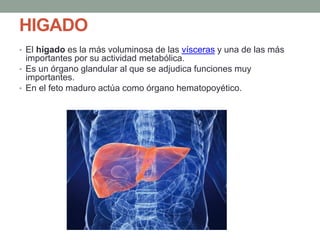 HIGADO
• El hígado es la más voluminosa de las vísceras y una de las más
importantes por su actividad metabólica.
• Es un órgano glandular al que se adjudica funciones muy
importantes.
• En el feto maduro actúa como órgano hematopoyético.
 