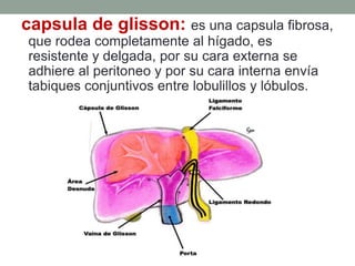 capsula de glisson: es una capsula fibrosa,
que rodea completamente al hígado, es
resistente y delgada, por su cara externa se
adhiere al peritoneo y por su cara interna envía
tabiques conjuntivos entre lobulillos y lóbulos.
 