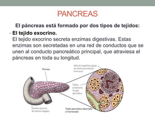 PANCREAS
El páncreas está formado por dos tipos de tejidos:
• El tejido exocrino.
El tejido exocrino secreta enzimas digestivas. Estas
enzimas son secretadas en una red de conductos que se
unen al conducto pancreático principal, que atraviesa el
páncreas en toda su longitud.
 