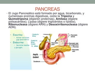 PANCREAS
• El Jugo Pancreático está formado por agua, bicarbonato, y
numerosas enzimas digestivas, como la Tripsina y
Quimotripsina (digieren proteínas), Amilasa (digiere
polisacáridos), Lipasa (digiere triglicéridos o lípidos),
Ribonucleasa (digiere ARN) y Desoxirribonucleasa (digiere
ADN).
 