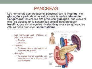 PANCREAS
• Las hormonas que produce el páncreas son la insulina, y el
glucagón a partir de unas estructuras llamadas islotes de
Langerhans: las células alfa producen glucagón, que eleva el
nivel de glucosa en la sangre; las células beta producen
insulina, que disminuye los niveles de glucosa sanguínea; las
células delta producen somatostatina.
 