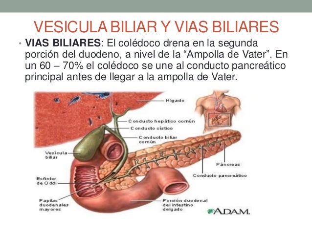 Higado vias biliares y pancreas Higado vias biliares y pancreas