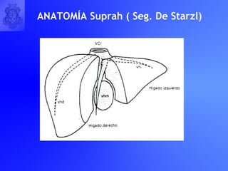 ANATOM Í A  Suprah ( Seg. De Starzl)   