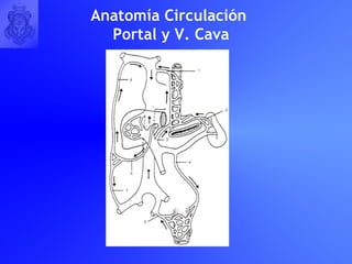Anatomía Circulación Portal y V. Cava 