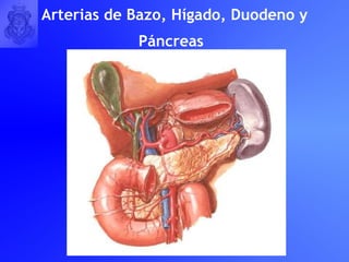 Arterias de Bazo, Hígado, Duodeno y Páncreas   
