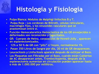 Histologia y Fisiologia Pulpa Blanca: Nódulos de Malphigi linfocitos B y T.  Pulpa Roja : Los cordones de Billroth, células reticulares, macrófagos fijos, y los sinusoides vasculares que se anastomosan entre si. Función Hemocateretica Hemoclastica de los GR envejecidos o deformados son reconocidos y fagocitados. GR:  Cuerpos de Heinz, corpúsculos de Howell-Jolly , aparecen en esplenectomizados. 12% a 50 % de GR con “pits” c/ hoyos, normalmente 1%. Pasan 350 Litros de Sangre por día, 20 ml de GR desaparecen. Leucocitosis y Linfocitosis aparece después de extirpar el Bazo. Las Plaquetas son Filtradas por el Bazo, cuando están Cubiertas de AC desaparecen antes, Trombocitopenia, después de la esplenectomia aumentan en circulación pueden aparecer hasta o más de 1.000.000 por mililitros. 