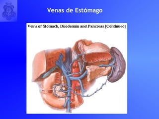 Venas de Est ó mago   