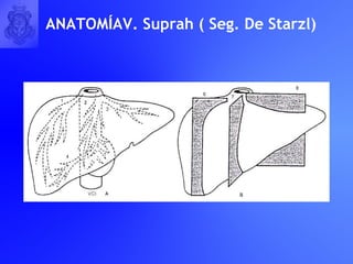 ANATOM Í A V. Suprah ( Seg. De Starzl) 