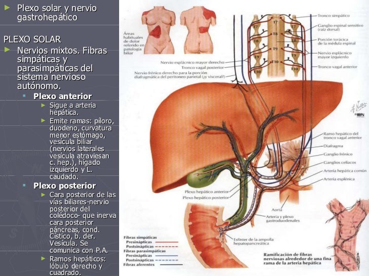 Anatomia Vesicula Biliar Pdf
