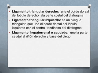 • Ligamento triangular derecho: une el borde dorsal
del lóbulo derecho ala parte costal del diafragma
• Ligamento triangular izquierdo: es un pliegue
triangular que une el borde dorsal del lóbulo
izquierdo con el centro tendinoso del diafragma
• Ligamento hepatorrenal o caudado: une la parte
caudal al riñón derecho y base del ciego
 