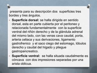 presenta para su descripción dos superficies tres
bordes y tres ángulos.
• Superficie dorsal: se halla dirigida en sentido
dorsal, esta en parte cubierta por el peritoneo y
relacionada fundamentalmente con la superficie
ventral del riñón derecho y de la glándula adrenal
del mismo lado, con las venas cava caudal, porta,
arteria celiaca y sus derivaciones, ligamento
gastrofrenico y el saco ciego del estomago, lóbulos
derecho y caudal del hígado y pliegue
gastropancreatico.
• Superficie ventral: se halla situada caudalmente es
cóncava con dos impresiones separadas por una
arista oblicua.
 