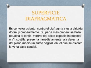 SUPERFICIE
DIAFRAGMATICA
Es convexa asienta contra el diafragma y esta dirigida
dorsal y cranealmente. Su parte mas craneal se halla
opuesta al tercio ventral del sexto espacio intercostal
o VII costilla, presenta inmediatamente ala derecha
del plano medio un surco sagital, en el que se asienta
la vena cava caudal.
 
