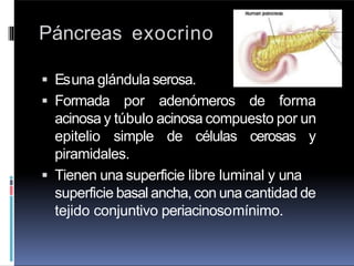 Páncreas exocrino
 Esuna glándula serosa.
 Formada por adenómeros de forma
acinosa y túbulo acinosa compuesto por un
epitelio simple de células cerosas y
piramidales.
 Tienen una superficie libre luminal y una
superficie basal ancha, con unacantidad de
tejido conjuntivo periacinosomínimo.
 