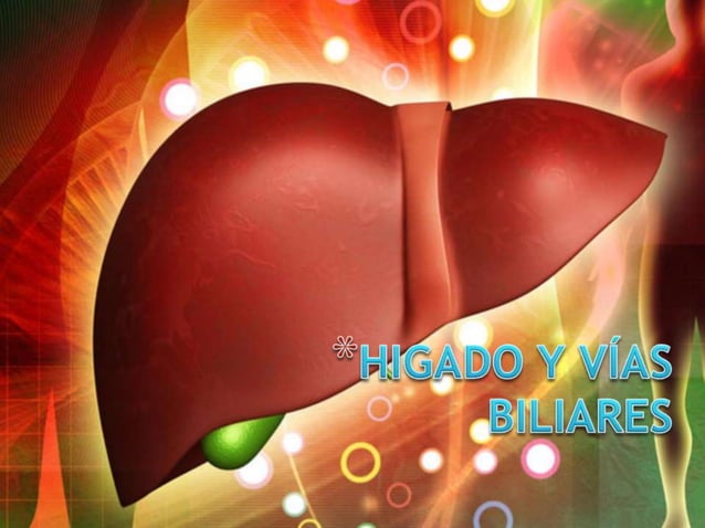 Higado y vías biliares anatomia