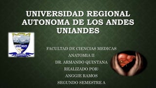 UNIVERSIDAD REGIONAL
AUTONOMA DE LOS ANDES
UNIANDES
FACULTAD DE CIENCIAS MEDICAS
ANATOMIA II
DR. ARMANDO QUINTANA
REALIZADO POR:
ANGGIE RAMOS
SEGUNDO SEMESTRE A
 