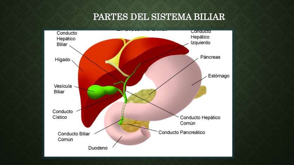 Higado y vesicula biliar