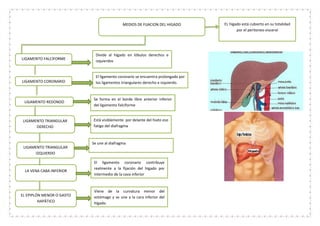 MEDIOS DE FIJACION DEL HIGADO
LIGAMENTO FALCIFORME
EL hígado está cubierto en su totalidad
por el peritoneo visceral
LIGAMENTO CORONARIO
LIGAMENTO REDONDO
Divide al hígado en lóbulos derechos e
izquierdos
El ligamento coronario se encuentra prolongado por
los ligamentos triangulares derecho e izquierdo.
Se forma en el borde libre anterior inferior
del ligamento falciforme
LIGAMENTO TRIANGULAR
DERECHO
Está visiblemente por delante del hiato eso
fatigo del diafragma
LIGAMENTO TRIANGULAR
IZQUIERDO
Se une al diafragma
LA VENA CABA INFERIOR
EL EPIPLÓN MENOR O GASTO
HAPÁTICO
El ligamento coronario contribuye
realmente a la fijación del hígado por
intermedio de la cava inferior
Viene de la curvatura menor del
estómago y se une a la cara inferior del
hígado.
 