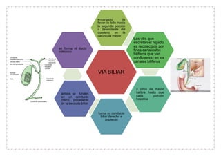 VIA BILIAR
encargado de
llevar la bilis hasta
la segunda porción
o desendente del
duodeno en la
carúncula mayor.
Las vilis que
escretan el higado
es recolectada por
finos canaliculos
biliferos que van
confluyendo en los
canales biliferos
y otros de mayor
calibre hasta que
cada porción
hepatica
forma su conducto
biliar derecho e
izquierdo
ambos se funden
en un conducto
critico procedente
de la becicula biliar
se forma el ducto
colédoco
 