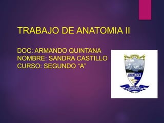 TRABAJO DE ANATOMIA II
DOC: ARMANDO QUINTANA
NOMBRE: SANDRA CASTILLO
CURSO: SEGUNDO “A”
 