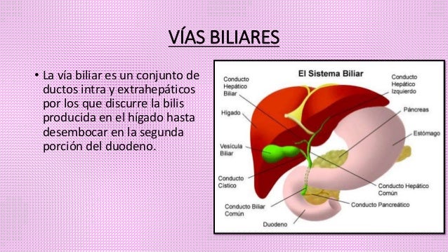 Fisiologia Del Higado Y Vias Biliares es.slideshare.net