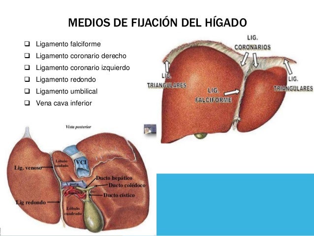 Higado y vias biliares
