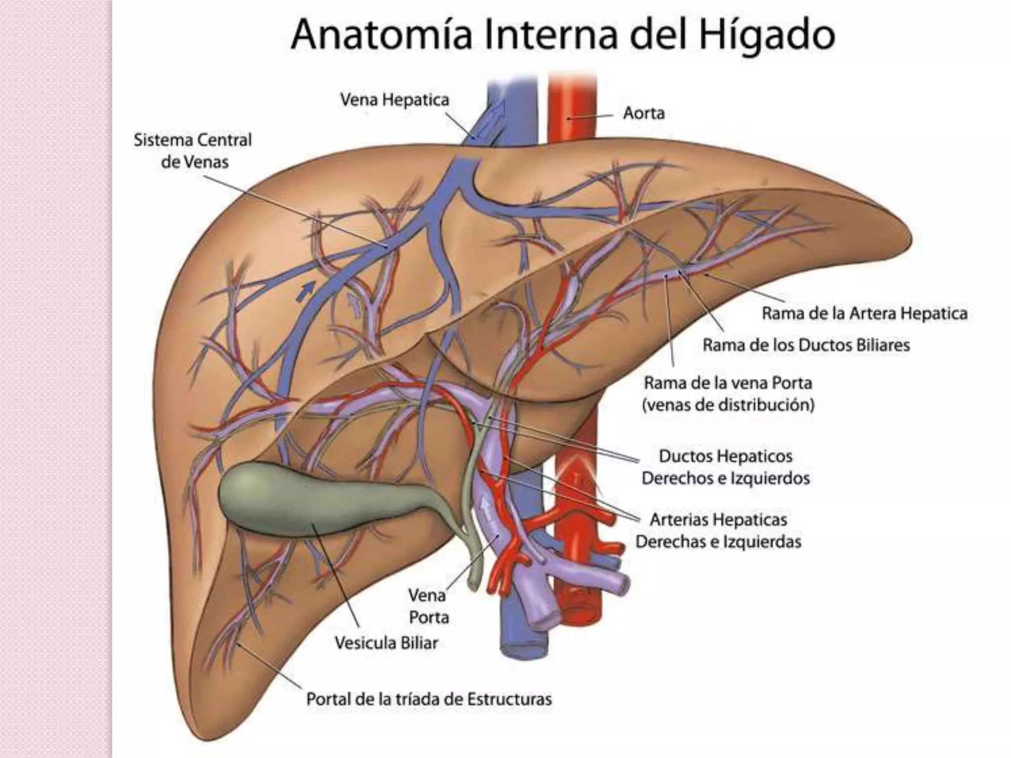 Higado y vias biliares