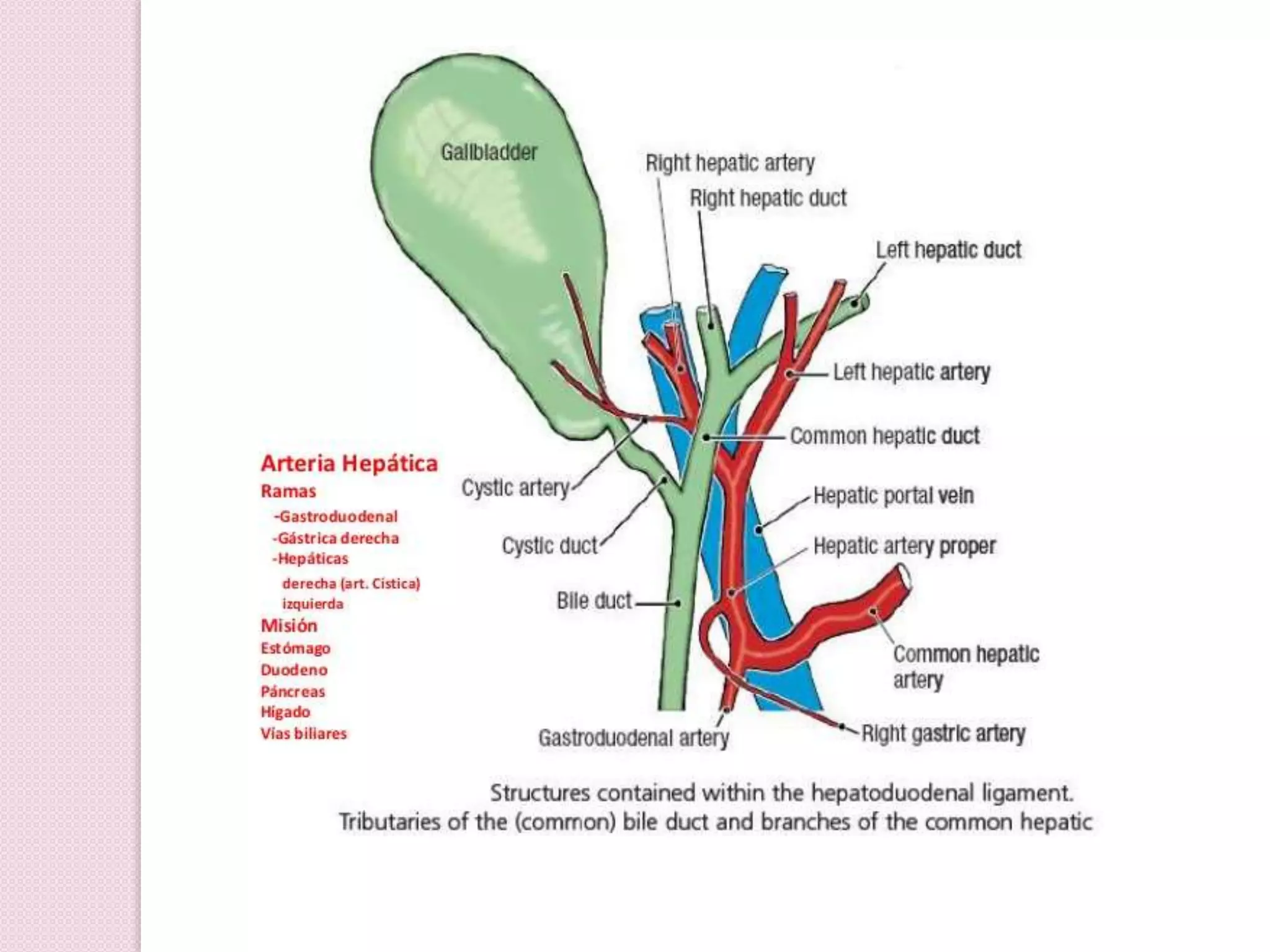 Higado y vias biliares