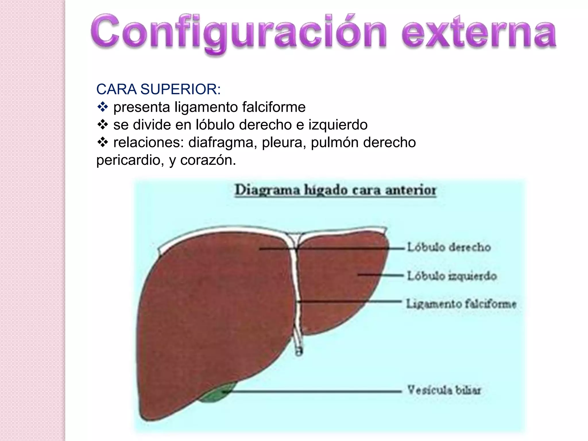 CARA SUPERIOR:
presenta ligamento falciforme
se divide en lóbulo derecho e izquierdo
relaciones: diafragma, pleura, pulmón derecho
pericardio, y corazón.