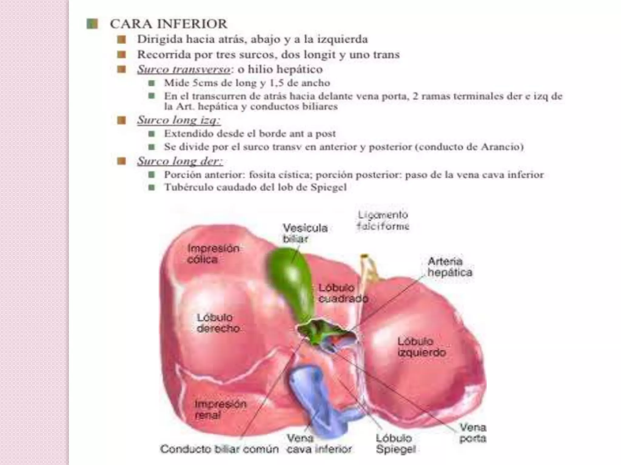 Higado y vias biliares