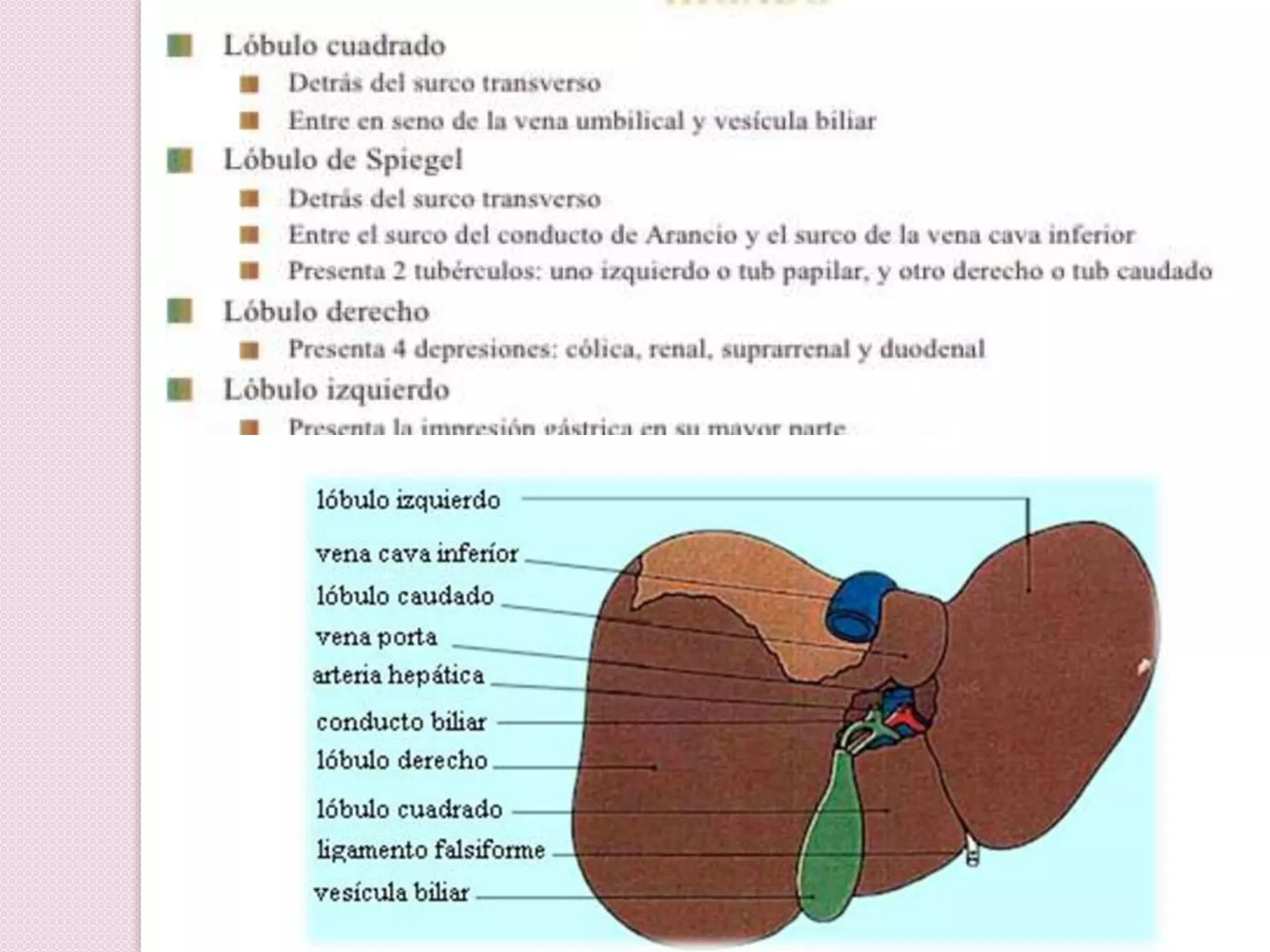 Higado y vias biliares