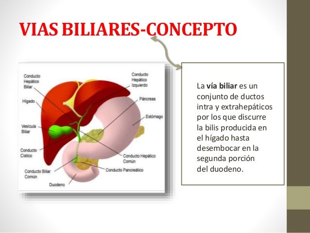 Fisiologia Del Higado Y Vias Biliares