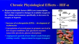 Chronic Physiological Effects – HIF-α
 Hypoxia-inducible factors (HIFs) are transcription
factors that respond to changes in available oxygen in
the cellular environment, specifically, to decreases in
oxygen, or hypoxia
• Increase of erythropoietin (EPO) – development of
erythrocytes
• Upregulation of several genes to promote survival in
low-oxygen conditions, incl. glycolysis enzymes
(anaerobic glycolysis, glucose absorption)
• Angiogenesis (growth of new blood vessels from pre-
existing vessels) – improvement in oxygen transport
4
 