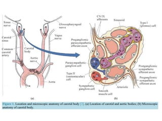 High Riding Innomate Artery HIGH ALTITUDE PHYSIOLOGY | PPTX
