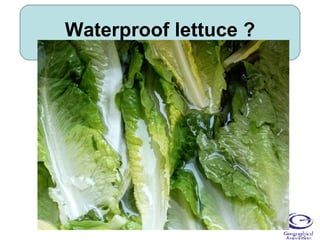 Waterproof lettuce ? 