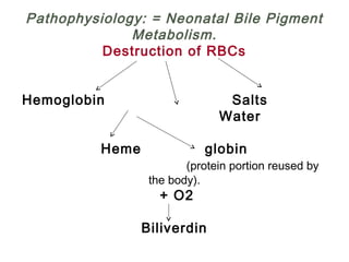 Pathophysiology: = Neonatal Bile Pigment
Metabolism.
Destruction of RBCs
 
 
Hemoglobin Salts
Water
 
Heme globin
(protein portion reused by
the body).
+ O2
 
Biliverdin
 