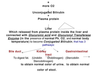 +
more O2
Unconjugated Bilirubin
+
Plasma protein
 
Liver
Which released from plasma protein inside the liver and
connected with Glucuronic acid and Glucuronyl Transferese
Enzyme (in the presence of normal Ph, O2, and normal body
temperature) to become Conjugated Bilirubin, that has 3
pathways:
 
Bile duct Kidney Gastrointestinal
tract
To digest fat. (Urobilin Urobilinogen) (Stercobilin
Stercobilinogen)
to obtain normal color of urine. to obtain normal
color of stool.
 