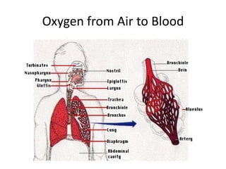 Oxygen from Air to Blood
 