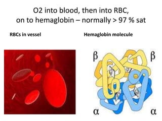 O2 into blood, then into RBC,
  on to hemaglobin – normally > 97 % sat
RBCs in vessel       Hemaglobin molecule
 
