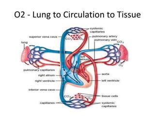 O2 - Lung to Circulation to Tissue
 