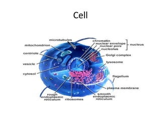 Cell
 