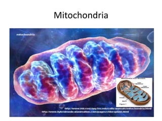 Mitochondria
 