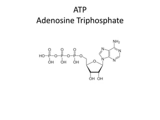 ATP
Adenosine Triphosphate
 