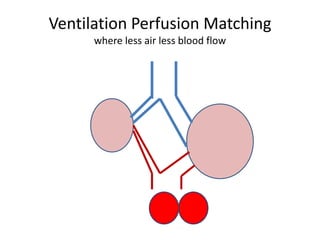 Ventilation Perfusion Matching
      where less air less blood flow
 