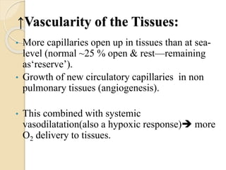 ↑Vascularity of the Tissues:
• More capillaries open up in tissues than at sea-
level (normal ~25 % open & rest—remaining
as‘reserve’).
• Growth of new circulatory capillaries in non
pulmonary tissues (angiogenesis).
• This combined with systemic
vasodilatation(also a hypoxic response) more
O2 delivery to tissues.
 