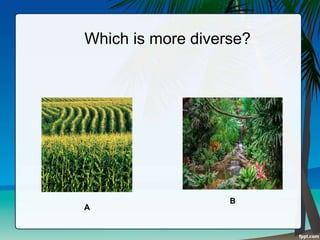 Which is more diverse?
A
B
 