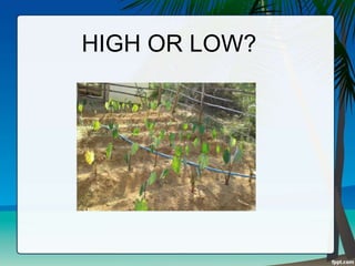 HIGH OR LOW?
 