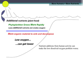 More Humans = More Nutrients  Phytoplankton Grows  More  Rapidly (uses  additional  nutrients and creates oxygen) Additional  nutrients (plant food) Low oxygen… … can get lower Nutrient additions from human activity can make the low dissolved oxygen problem worse.  More  organic material to sink and decompose 