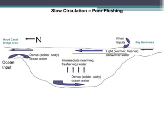 Hood Canal bridge area Big Bend area N Slow Circulation = Poor Flushing Ocean Input River Inputs Dense (colder, salty) ocean water Dense (colder, salty) ocean water Light (warmer, fresher) canal/river water Intermediate (warming, freshening) water 