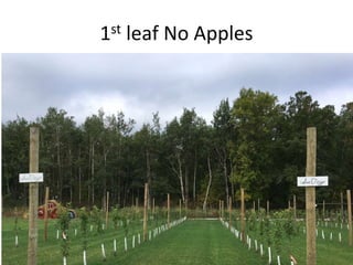 1st leaf No Apples
 